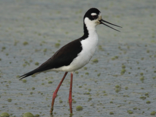 Black-necked Stilt