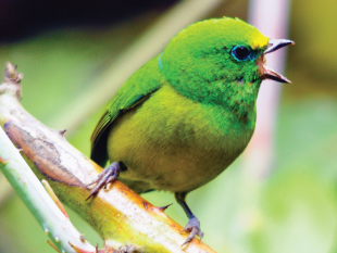 Blue-naped Chlorophonia