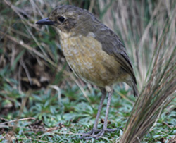 Tawny Antpitta